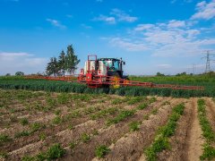 Ziemniaki LORD - 15.05.2018 - oprysk na chwasty