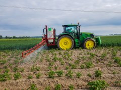 Ziemniaki LORD - 15.05.2018 - oprysk na chwasty