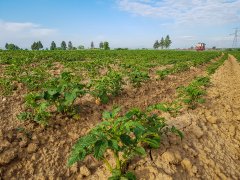 Ziemniaki LORD - 15.05.2018 - oprysk na chwasty