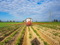Ziemniaki LORD - 15.05.2018 - oprysk na chwasty