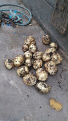 Ziemniaki wczesne stan na 12.05.2018