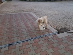 Jasper - GOLDEN RETRIEVER