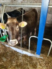 Krzyżówka jersey x brown swiss