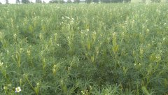 Łubin Tango -ekologiczny