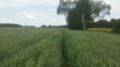 Pszenica jara GOPLANA