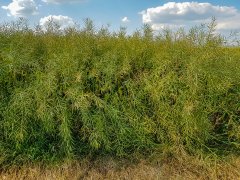 Rzepak ozimy Atora - 16.06.2018