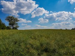 Rzepak ozimy Phoenix CL - 16.06.2018