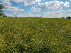 Rzepak ozimy Phoenix CL - 16.06.2018