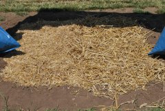 Wływ rozdrobnienia słomy