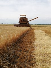 Żniwa Jęczmienia Ozimego Gloria