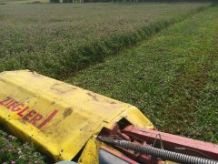 Drugi pokos, koniczyna czerwona.