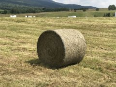 Balot sianokiszonki120x120