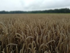 Bintto po ulewach. Stan na 19.07.2018
Jeszcze się trzyma 