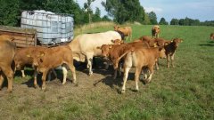 bydło przy wodopoju 