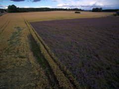 Facelia Błękitna, Pszenżyto Meloman