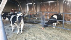 Kojce dla krów zasuszonych