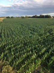 Kokurydza Sy Pandoras Strip-till