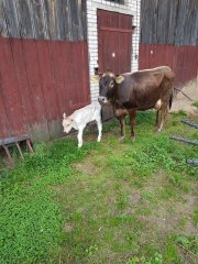 Krzyżówka jersey x brown swiss