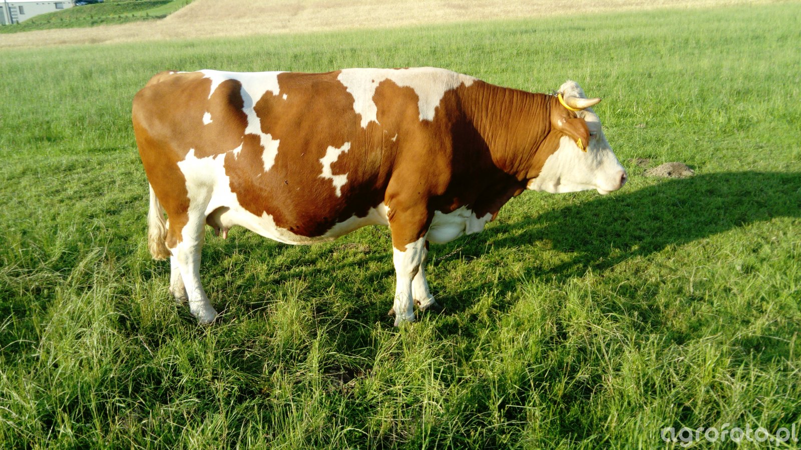 Krowa Simental - zdjęcie, fotka, foto numer 732547 - Galeria rolnicza