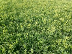 Mieszanka traw z lucerną 