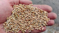 Pszenica ozima  Rotax