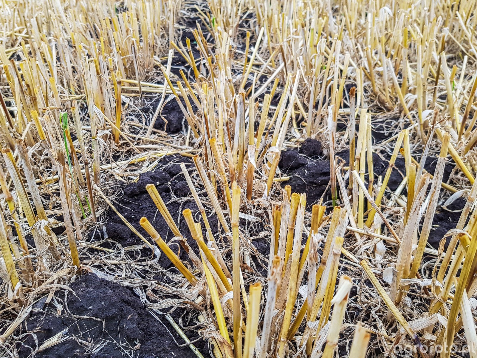 Ściernisko po jęczmieniu ozimym - oprysk - 11.07.2018