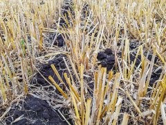 Ściernisko po jęczmieniu ozimym - oprysk - 11.07.2018