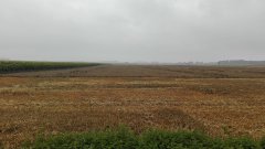 Pszenica ozima Hondia