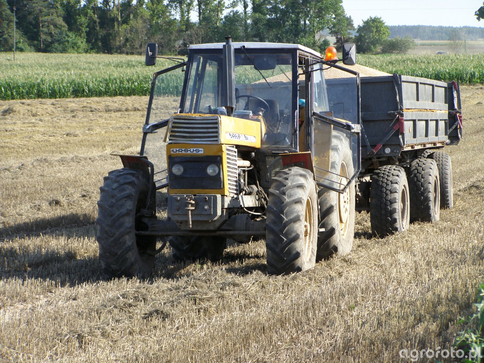 Zdjęcie Traktor Ursus 1224 Przyczepy Niemki 733776 Galeria