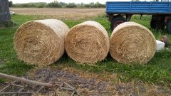 Bele ze słomy żytniej