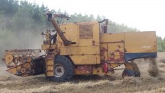 Kombajn Bizon w akcji - żniwa 2018