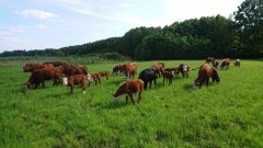 Krowy hereford