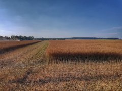 Rzepak phoenix CL - 15.07.2018