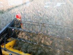 Rzepak Alabama 4,5T/ha