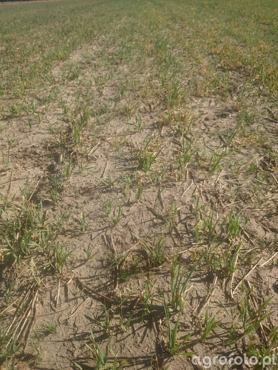 Trawa - zdjęcie, fotka, foto numer: 734893 - Galeria rolnicza agrofoto