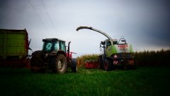 Massey Ferguson 8130 & Claas Jaguar 900