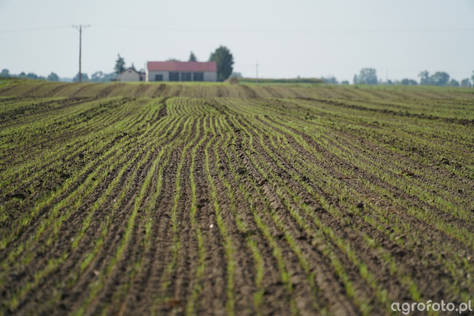 Barenbrug - mieszanka poplonowa BG-13 Milkway POPLON - dzień 7