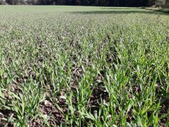 jęczmień ozimy antonella