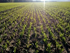 Jęczmień ozimy Sandra