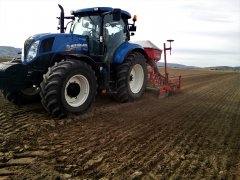 Pszenica Kilimanjaro