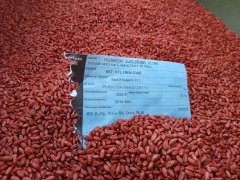 Pszenica Kilimanjaro