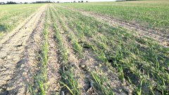 Pszenica ozima HONDIA