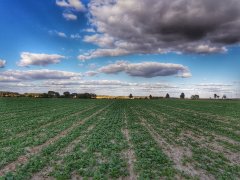 rzepak atora f1 29.09.2018