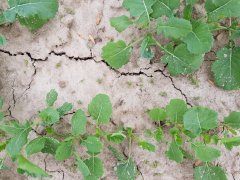 rzepak ozimy atora f1 23.09.2018