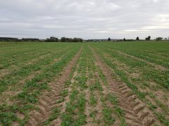 rzepak ozimy atora f1 