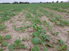 rzepak ozimy atora f1 