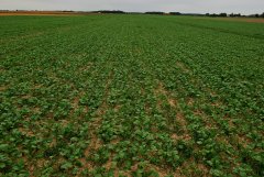 Rzepak ozimy Jumper 23.09.2018