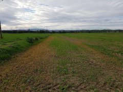 rzepak ozimy Prince f1 23.09.2018