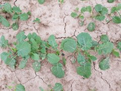 rzepak ozimy Prince f1 