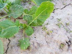 rzepak Prince f1 29.09.2018